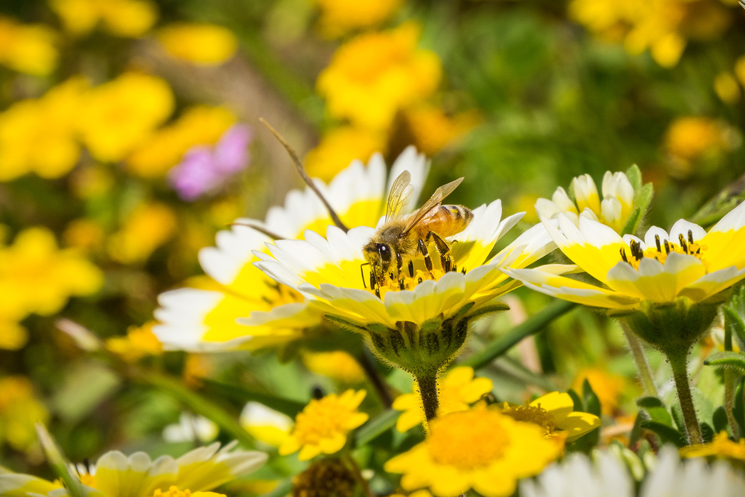 honey-bee-pollinating-coastal-tidytips-wildflowers-2023-11-27-05-10-02-utc